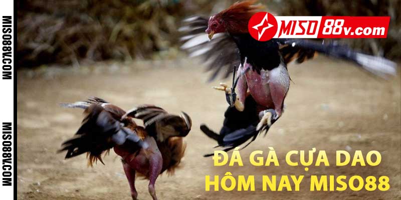 Đá gà cựa dao hôm nay MISO88