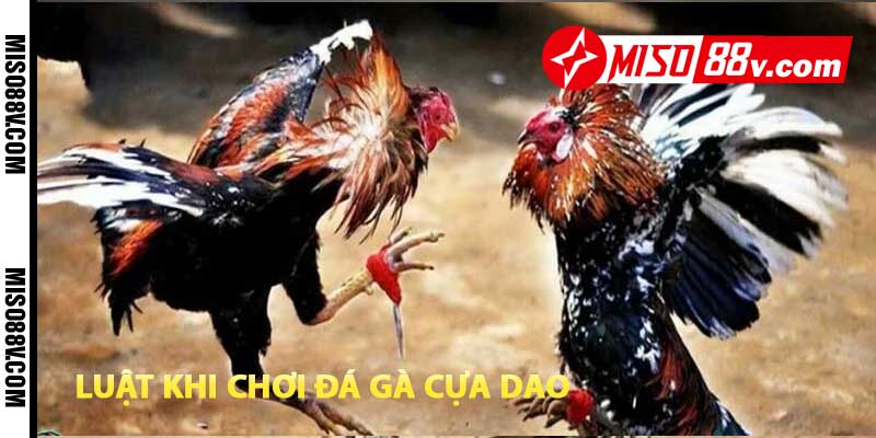 luật khi chơi đá gà cựa dao